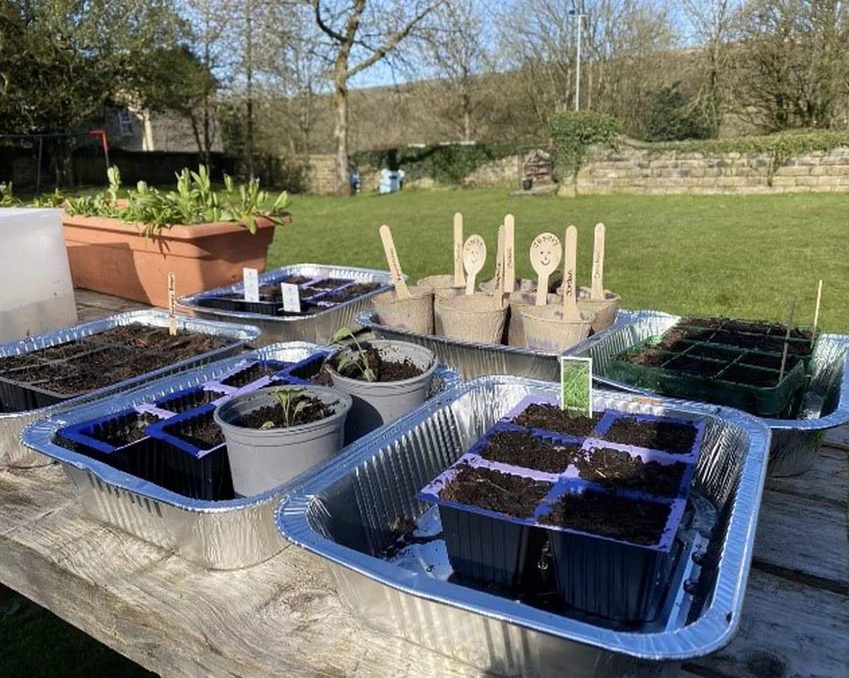 Trays of seedlings and small pots on a wooden table in Arnfield’s school garden, with plant labels and wooden spoons decorated with faces